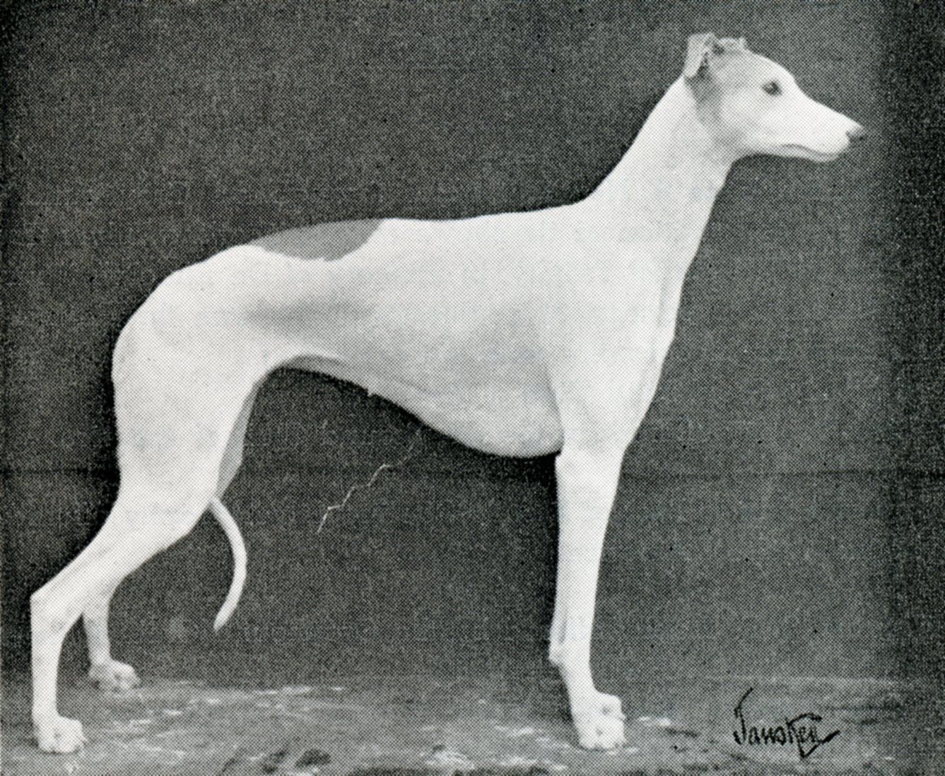Greyhound: From Past to Present